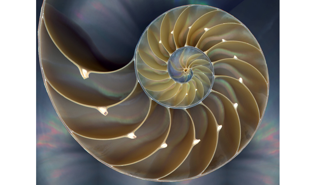 Shell fractal nature