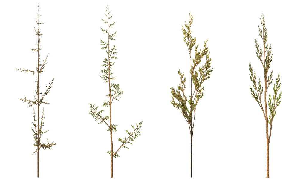 2D Weeds from Lindenmayer System - Fractal